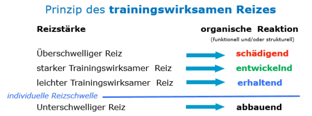 Prinzip Des Trainingswirksamen Reizes Trainieren wie ein Profi-Bodybuilder für Muskeln wie ein Profi